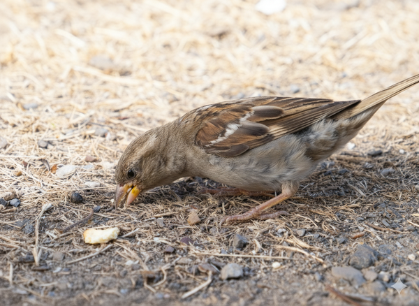 Photo of a sparrow, in partial shadow, picking up a seed off of scrubby ground. 